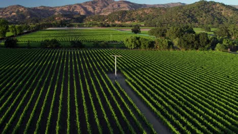Aerial-pull-back-of-a-wide-lushes-green-vineyard-in-the-Napa-Valley