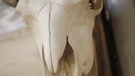 Buffalo-skull-hanged-on-a-wall-and-filmed-closely-in-slow-motion