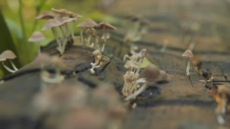 Slow-panning-shot-of-white-mushrooms-growing-out-of-a-tree-trunk-in-the-Indian-rainforest