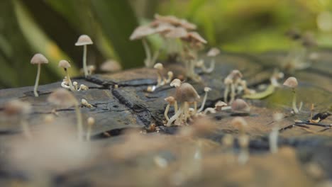 plenty-of-small-tiny-mushrooms-growing-out-from-wood-fallen-tree-looks-burned-in-the-jungle-close-up-macro-cinematic-bokeh-pushing-in-camera-movement-blurry-foreground-and-background