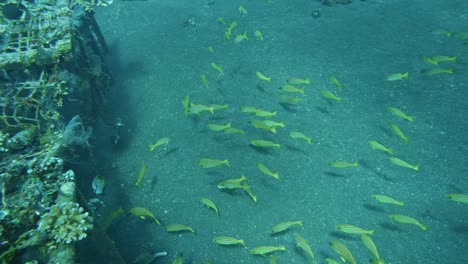 Yellowtail-snapper-school-of-fish-at-seabed,-super-slow-mo