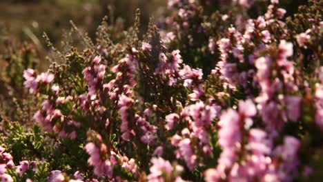 Ling-heather,-Calluna-vulgaris,-close-up,-Highlands,-Scotland