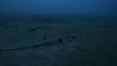 Stingray-resting-on-seabed,-underwater-super-slow-mo