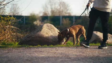Un-Hombre-Paseando-A-Su-Pit-Bull-Terrier-En-Un-Parque