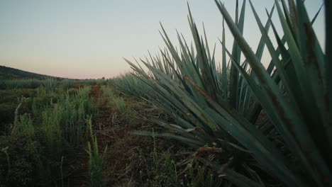 Push-in-shot-moving-past-a-row-of-agave-plants-in-a-field