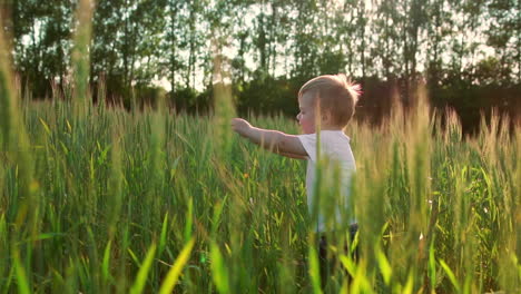 A-little-boy-goes-into-a-field-with-ears-in-the-sunset-light-to-meet-his-mother