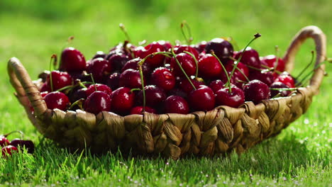 Close-up-of-red-cherry-berries-take-a-hand-from-a-basket-standing-on-the-green-grass