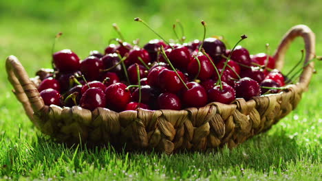 Close-up-of-red-cherry-berries-take-a-hand-from-a-basket-standing-on-the-green-grass
