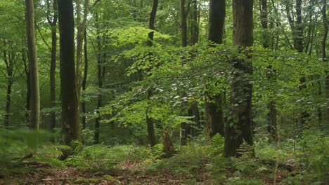 Sanftes-Licht-Inmitten-Eines-Wunderschönen-Waldes,-Baumstämme-Umgeben-Von-Viel-Grün
