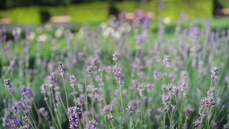 Swaying-Fields,-Urban-Oasis:-Purple-Flowers-in-City-Park,-Serene-Summer-Stroll