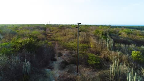 Líneas-Eléctricas-De-Postes-De-Servicios-Públicos-Atraviesan-El-Desierto-árido-Paisaje-De-Cactus-De-Acacia-De-La-Ecorregión-Seca-En-Curazao