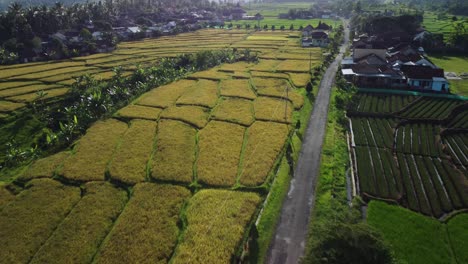 Hermoso-Paisaje-Escénico-Desde-Un-Dron-Aéreo-De-Arrozales-Cerca-De-Un-Pueblo-En-Sebani,-Indonesia