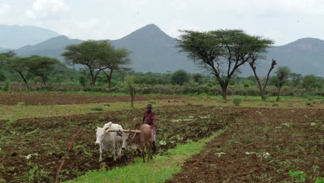 Ethiopian-Farmer-With-Cows-Plowing-Agricultural-Field-In-Omo-Valley---wide