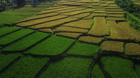 Aerial-flyover-green-and-yellow-cultivation-fields-lighting-by-sun-on-East-Java-in-Asian-rural-countryside-region