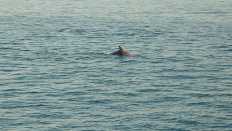 Eine-Gruppe-Delfine,-Die-Die-Wellen-Des-Ozeans-Durchbrechen
