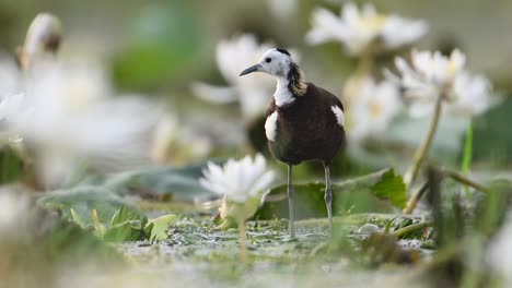 Pheasant-tailed-Jacana-the-Queen-of-Wetland-in-beautiful-Habitat-of-water-lily-Flowers