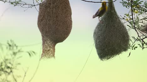 Baya-Weaver-Bird--Making-Nest