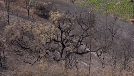 The-desolate-sight-of-a-blackened-tree-after-a-forest-fire