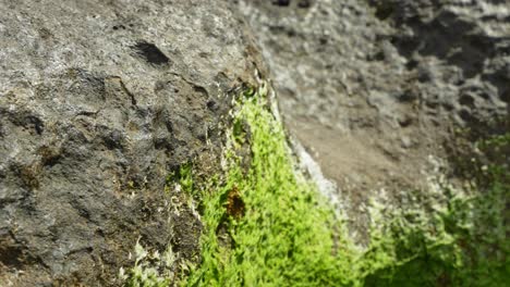 Green-moss-growing-on-rocky-coastline-of-Tenerife-island,-moving-away-view