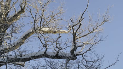 Large-frosty-oak-tree-branch-in-winter