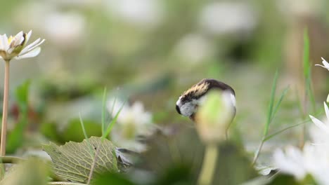 Heasant-Tailed-Jacana,-Die-Königin-Des-Feuchtgebiets,-In-Einem-Wunderschönen-Lebensraum-Mit-Seerosenblüten
