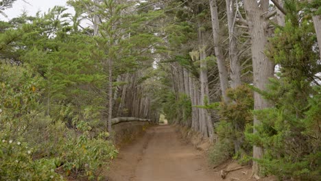 Iconic-pathway-surrounded-with-forest-trees-in-Tenerife-island,-tilt-down