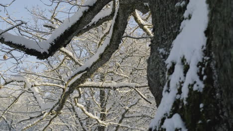 Frosty-oak-tree-branches-and-bark-in-the-Northen-Europe