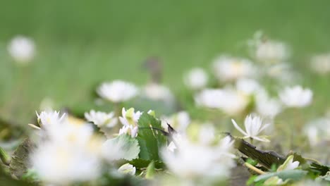 Fasanenschwanz-Jacana-In-Weißen-Seerosenblüten