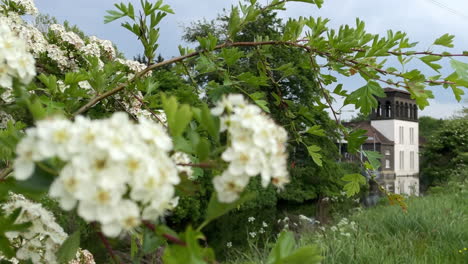 White-flowers-on-a-shrub-sway-in-the-breeze-in-front-of-the-historical-Coppermill-Tower-at-Walthamstow-Wetlands
