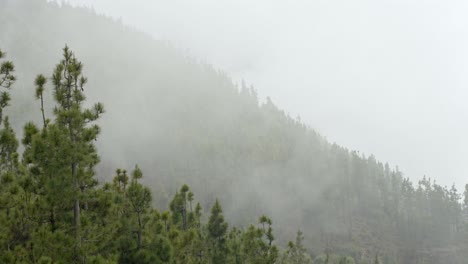 Niebla-En-Movimiento-En-La-Ladera-De-La-Montaña,-Primer-Plano-Estático