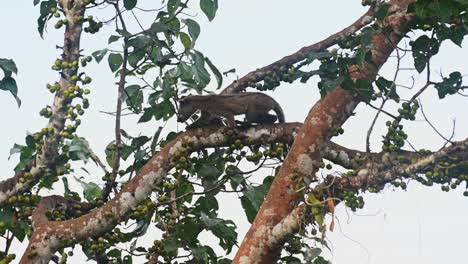 Going-to-the-left-and-down-to-disappear-out-of-the-frame-while-eating-fruits,-Three-striped-Palm-Civet-Arctogalidia-trivirgata,-Thailand