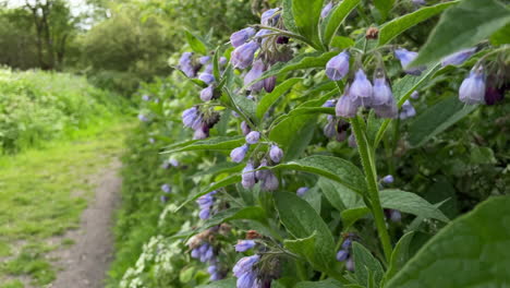 Lilac-bell-shaped-wild-flowers-sway-in-the-breeze-in-a-hedgerow-next-to-a-footpath-on-a-marshland