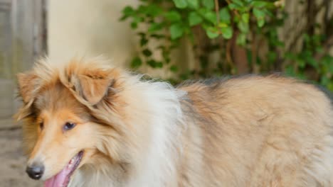 Rough-Collie-puppy-dog-panting-and-staring-at-a-point-in-the-garden