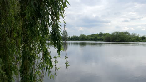 A-Willow-tree-sways-in-the-breeze-over-a-still-lake-on-a-cloudy-day
