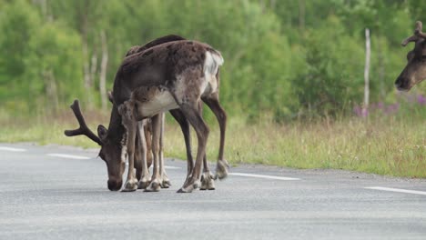 Wildlife-With-Reindeer-Antler-On-The-Road-In-Anderdalen-National-Park,-Senja,-Norway