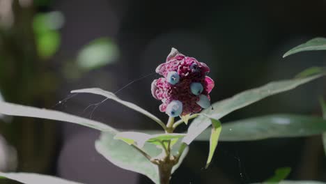 Close-up-of-a-rose-like-plant-found-in-the-dense-amazonian-Jungle