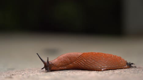 Slug-sprinting-fast-on-concrete