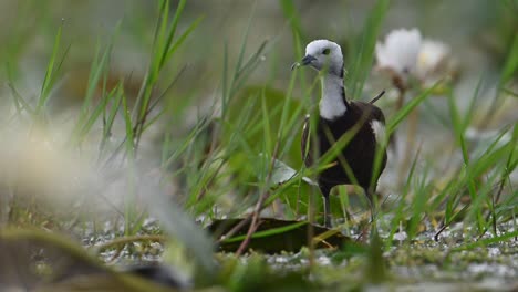 closeup-shot-of-Pheasant-tailed-Jacana-in-morning