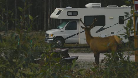 A-lonely-huge-elk-are-eating-at-a-public-campsite-in-Jasper-National-Park,-in-the-country-of-Canada,-during-early-morning,-in-the-summer-season