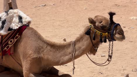 Up-close-Camel-in-Wadi-Rum,-Jordan,-popular-travel-destination-for-tourists-during-the-day-4K-30fps