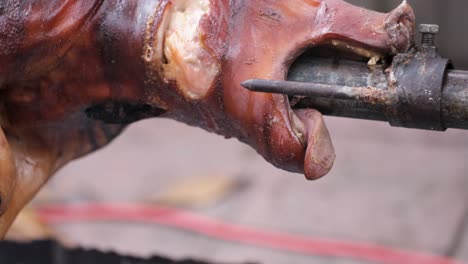Close-up-of-pig's-head-rotating-over-wood-fire