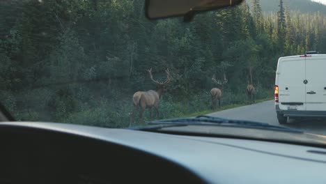 Eine-Gruppe-Elche,-Die-Aus-Dem-Inneren-Eines-Autos-Sehen,-Spaziert-Während-Der-Morgen--Und-Sommersaison-Die-Straße-Entlang,-Im-Jasper-Nationalpark,-In-Der-Landschaft-Kanadas
