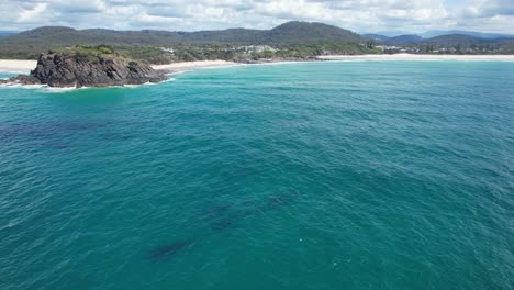 Humpback-Whales-Pod-At-Cabarita-Beach-In-New-South-Wales,-Australia---aerial-shot