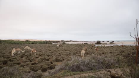 Gruppe-Von-Kamelen,-Die-Durch-Die-Ausgetrocknete-Mündung-Des-Swakopmund-Flusses-Wandern-Und-Grasen,-Mit-Flamingos-In-Der-Ferne