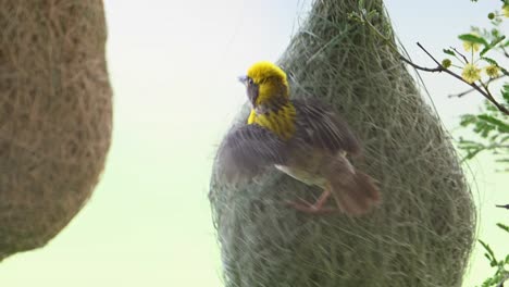 Baya-weaver-male-bird-with-nest-hanging-on-tree
