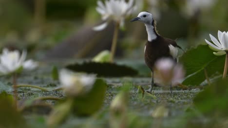 closeup-shot-of-Pheasant-tailed-Jacana-with-Flowers
