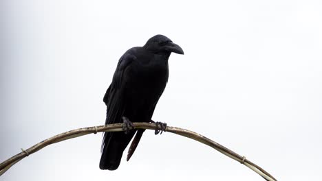 big-crow-seeting-on-pipe-and-looking-every-whare