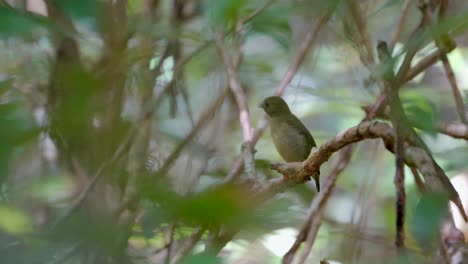 Wide-shot-of-a-Female-blue-back-manakin-grooming-her-feathers