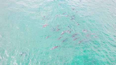 Pod-Of-Bottlenose-Dolphins-Swimming-In-Australian-Seascape---aerial-drone-shot