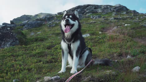Hunderasse-Alaskan-Malamute-Sitzt-Mit-Herausgestreckter-Zunge-Auf-Dem-Berg